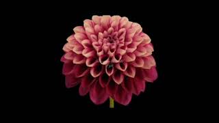 ISlowed TikTok sounds 'cause I have da mood //pt.43