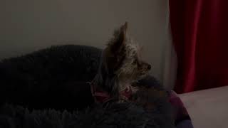 Daisy IS WATCHING TV!!😳😳😳 #yorkie #teacupyorkie
