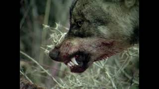 Hordak - The Last European Wolves