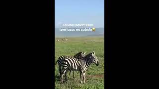 Dia 2 - Viagem Cratera de Ngorongoro, Tanzânia - Instagram Stories - @lalarebelo