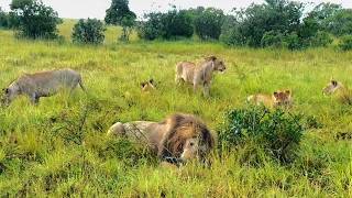 Last Black Rock Male Lion Oloimina on feast with family | Masaimara | 3 March 2026
