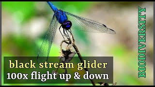 ⪩༏⪨ Black stream glider flying UP & DOWN 100x slow-mo