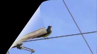 Kingbirds (Western) Birds—Yellow Beauties with Pretty Chirps