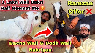 Lal Goat Farm Ne Ramzan Ki Offer Da Di 😱 Dodh Wali & Bacho Wali Bakriyan | Sasti Bakra Mandi 