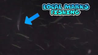 Underwater Ambush! Surprising Squid Attack Filmed Live!