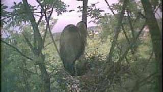 Great Blue Heron in nest with chicks