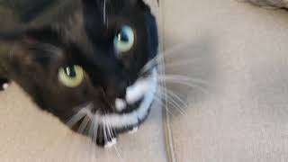 Lonely kitty wants some petting