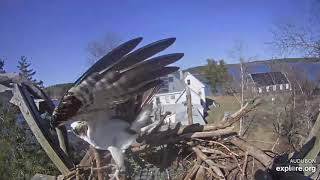 Steve’s return to Hog Island (4/14/21, Audubon Osprey nest, Maine).