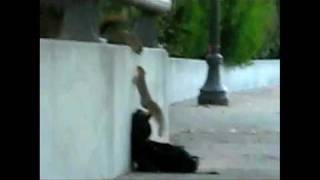 Funny Squirrel Adventure (Rene Shuman & Angel-Eye - Such an easy question)