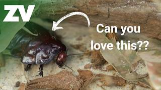 The hardest animals to love?!