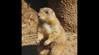 Live Stream Prairie Dog Exhibit