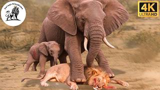 Wild Elephant and the Bloody Battle that Shook the Savannah #animaldocumentary | Savage Kingdoms