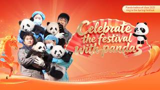 Broadcast: New Year Greeting Event From The Class Of 2025 Panda Cubs | iPanda