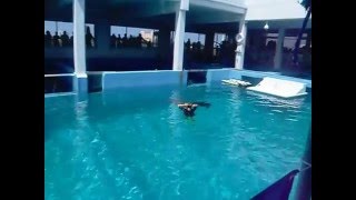 Winter The Dolphin Part 2 of 3