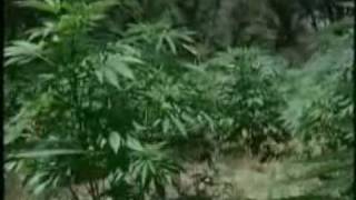 Large Marijuana Grow Eradicated in Madera County