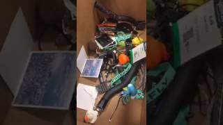Freefly decorating the Turkish fir. FB LIVE - 12/14/2016