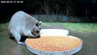 Almost 5 minutes of dinner time with a Trash Panda,#mycrittercam