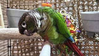 budgie parakeet sounds for lonely birds to make them happy