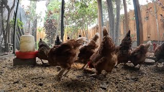 Backyard Chickens Eating Pecking Scratching Sounds Noises Hens Clucking Roosters Crowing!