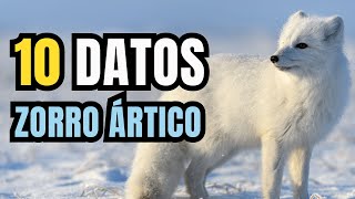10 Interesting Facts About the Arctic Fox - The White Ghost of the Arctic