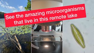 See the microscopic organisms that live in this remote lake