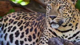 Cheetah no copyright stock video footage