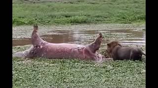 Dead hippo farts in lion’s face