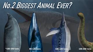 What Is The SECOND BIGGEST ANIMAL Ever? 6 Rival Species