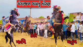 ગંગાજળ ગામનું તોરણ | ઋષિ | કેડી | ધનુષ |KATHIYWADI HORSE|TORAN|FULEKU|ASHW PREMI DAYRO|HORSE LOVERS|