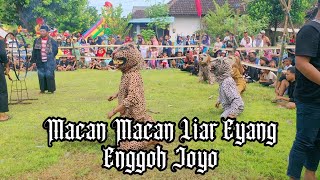 Macan Macan Liar Dan Bantengan Liar Eyang Enggoh Joyo