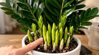 Why Didn't I Know This Sooner? Now I Use It Once a Month and My ZZ Plant Thrives! 🌿
