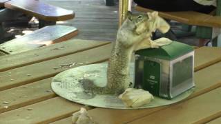 Napkin Squirrel of Curry Village