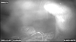 Otter acting warily to new otter in holt.
