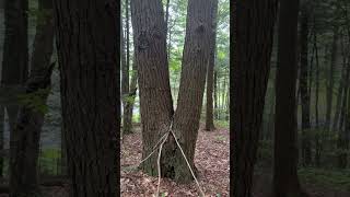 Close up of a stump squatch !