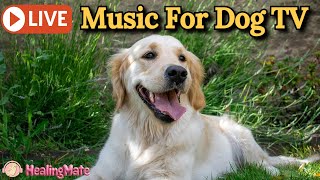 🔴Dog Music🎵🐶Calming Music for Dogs🐶💖Eases Separation Anxiety🦮Soothing Music for Dog🔴16