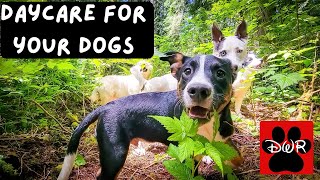 Daycare for Your Dog 24/7 — Doggy Woods Retreat Live DogTV Season 1