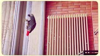 ✅ВОРОНА ПОЖАЛЕЛА КОГДА ПРОЛЕТАЛА МИМО ПЕТРУНИ 🤣🐦 ЖАКО ПЕТРУНЯ