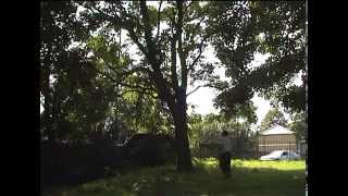 Music in Trees 2001
