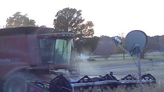 Soybean harvest November 29 2019, Sunbury NC, and my dog almost gets killed.