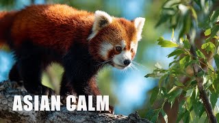 10 Hours of Asian Music for Relaxation and Calm 🐾 Carmen