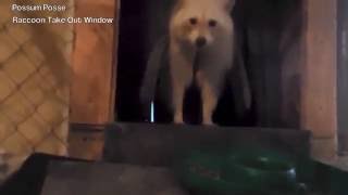 Possum Posse - Raccoon Take Out Window