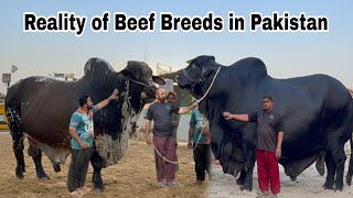 Top 5 World Best Cattle Breeds for Meat and Farming in Pakistan || Prof. Dr. Danish Dayzee Farms 