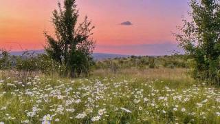 a quiet playlist for quiet morning vibes 🍃 (study / read / write)