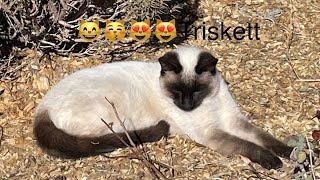🐈Happy International Cat Day Y’all 🐈‍⬛🦁🐯🐆🐅