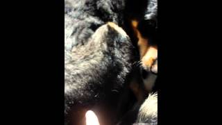 Max gets a hair cut and loves it