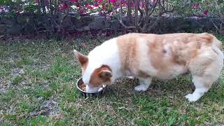 pakain ng mga alaga | harry and willy |