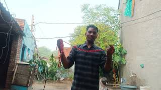 Dipawali ko Gau Mata ko bandhi ghanti 🐄🐄🐄🐄🔔🔔🔔🔔👏👏#YouTube video#