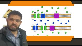 🔬 Action Potential Explained | Graph, Neuron Phases, Ion Movement | Smart Dental Academy