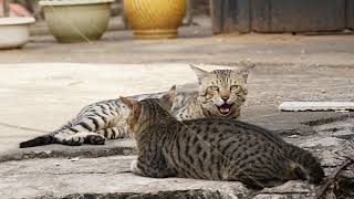 Grey tabby cat aggressive behavior & cuteness video #valueofamoment #cats #tabbycat #animalbehavior