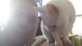 Poekin my cat